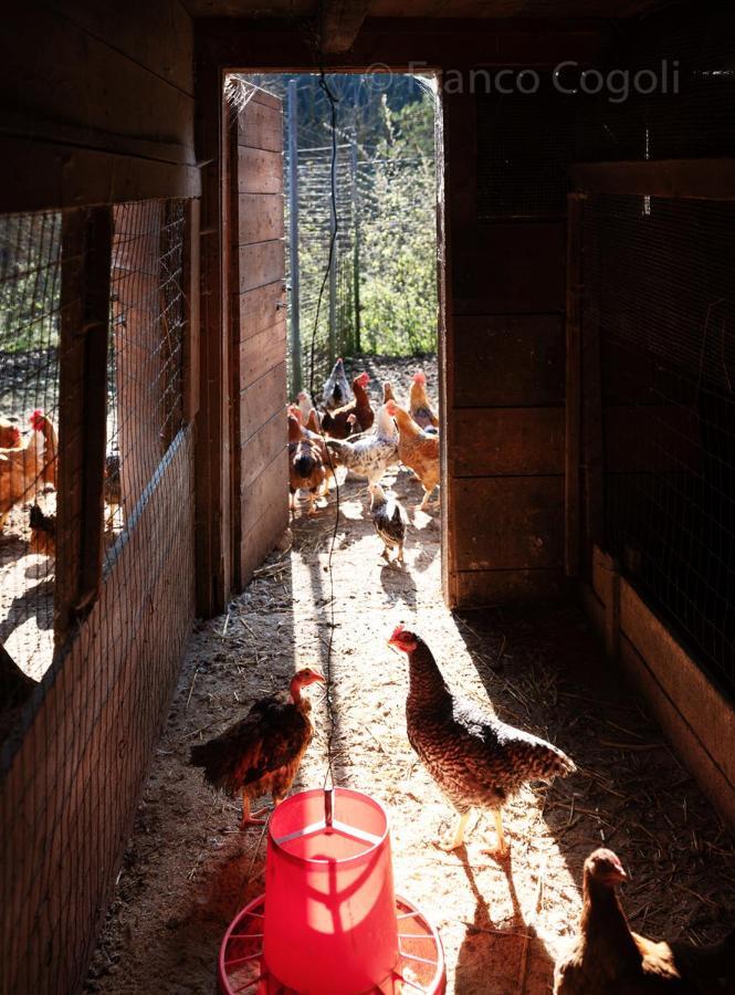 Agriturismo Borgo Titol Tramonti di Sopra 外观 照片